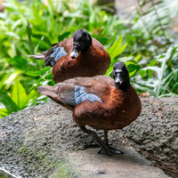 Hartlaub's duck
