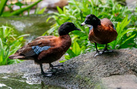 Hartlaub's duck
