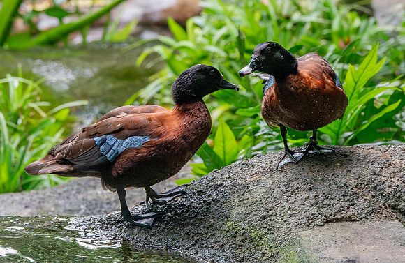 Hartlaub's duck