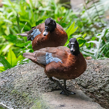 Hartlaub's duck