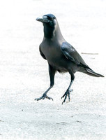 House crow