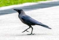House crow