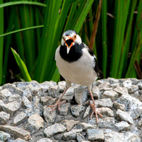 Indian pied starling / myna