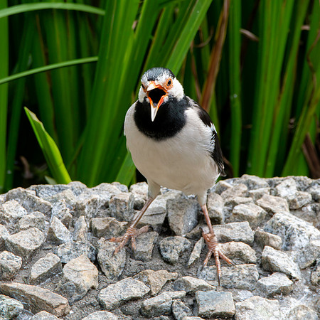 Indian pied starling / myna