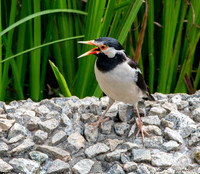 Indian pied starling / myna