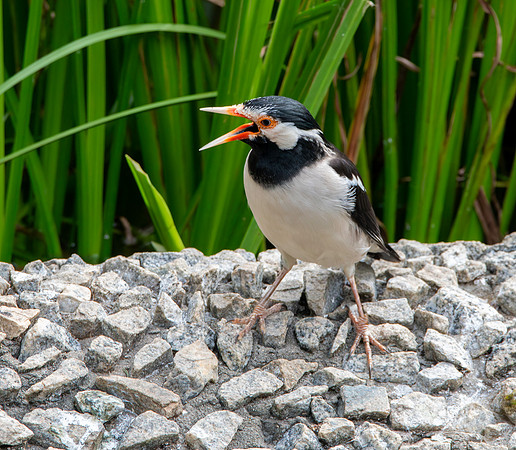 Indian pied starling / myna