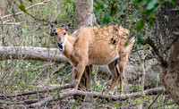 Nilgai / blue bull antelope, female