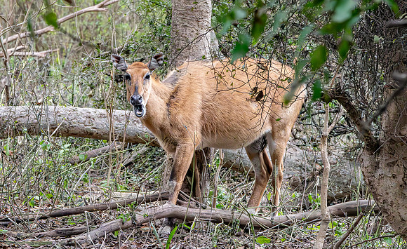 Nilgai / blue bull antelope, female