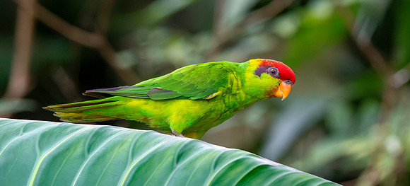 Iris Lorikeet