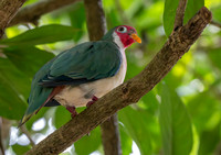 Jambu Fruit dove