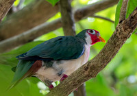 Jambu Fruit dove