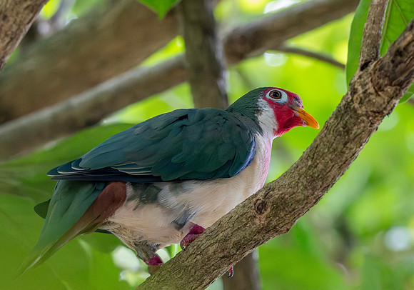 Jambu Fruit dove