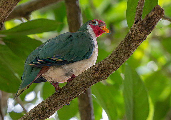 Jambu Fruit dove