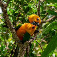 Jandaya parakeet