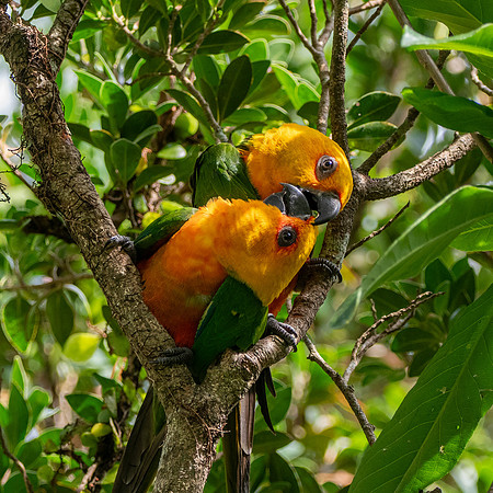 Jandaya parakeet