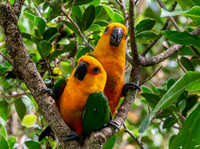 Jandaya parakeet