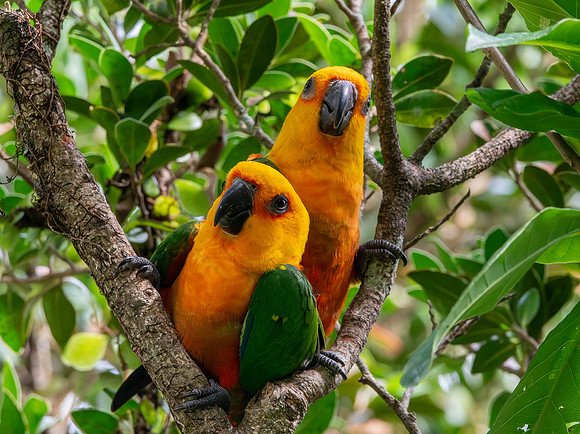Jandaya parakeet