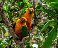 Jandaya parakeet