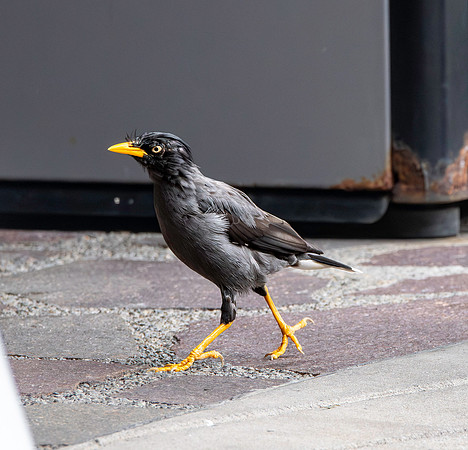 Java myna