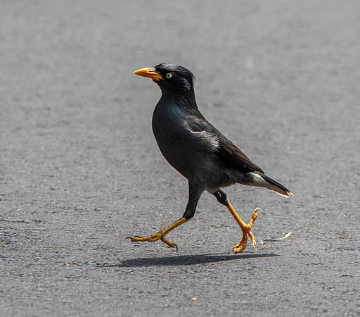 Java myna