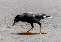 Java myna