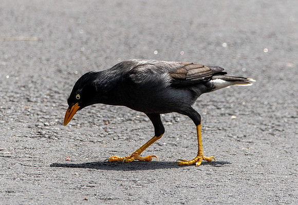 Java myna