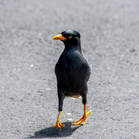 Java myna