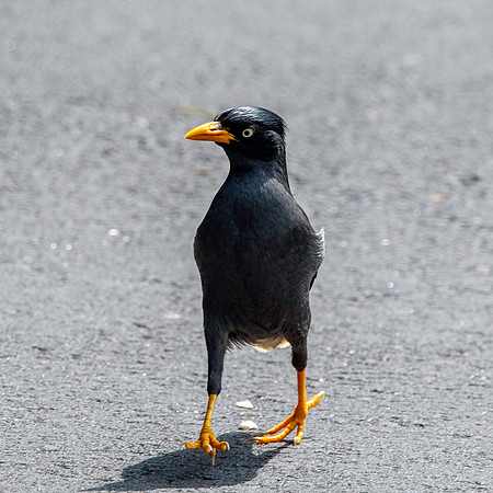 Java myna