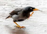 Java myna