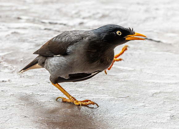 Java myna