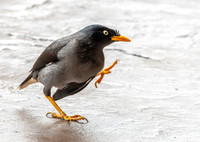 Java myna