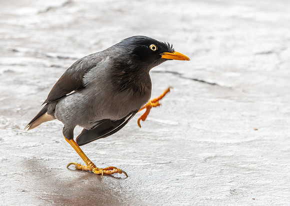Java myna
