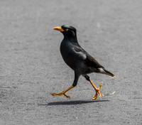 Java myna