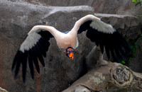 King vulture in flight