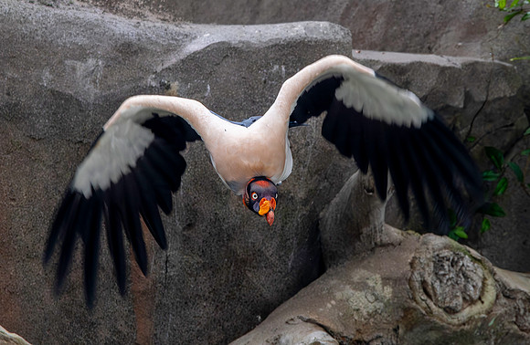 King vulture in flight