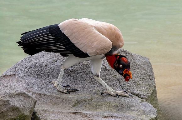 King vulture