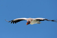 King vulture in flight