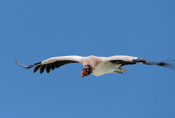King vulture in flight