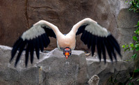 King vulture in flight