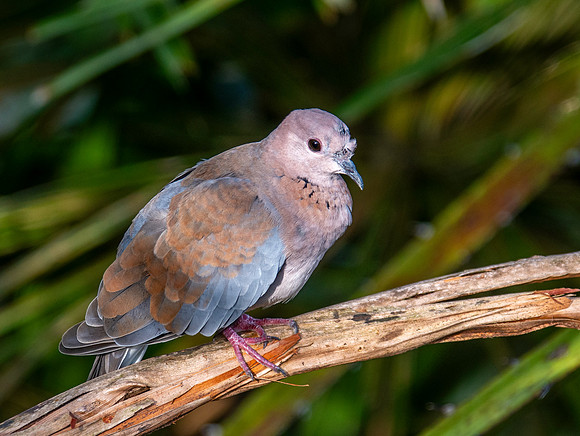 Laughing dove / Little brown dove
