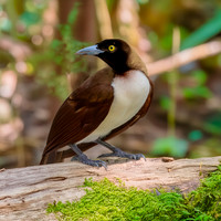 Lesser bird of paradise, female