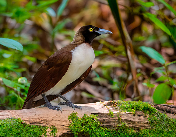 Lesser bird of paradise, female