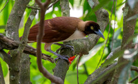 Lesser bird of paradise, female