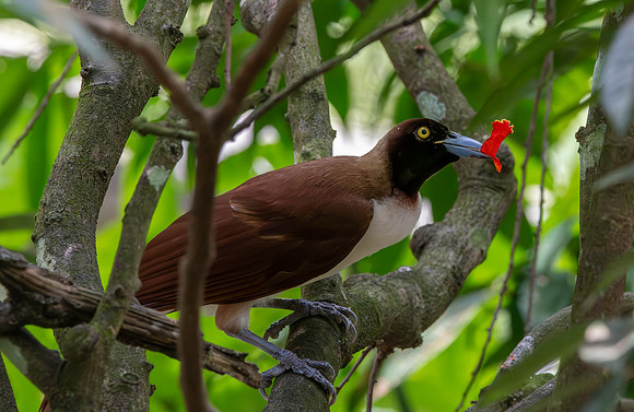 Lesser bird of paradise, female