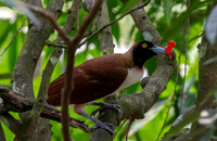 Birds of paradise