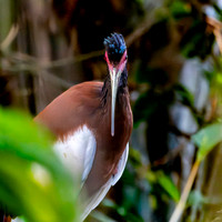 Madagascar Ibis
