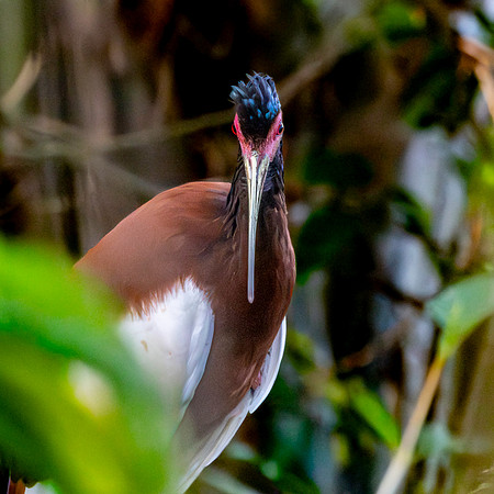 Madagascar Ibis