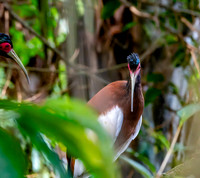 Madagascar Ibis