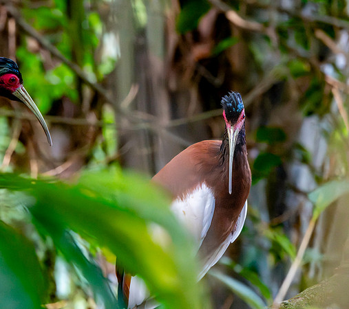 Madagascar Ibis