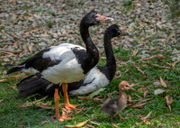 Magpie goose